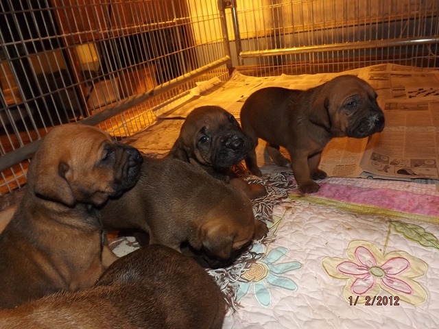 Females 3 Weeks
