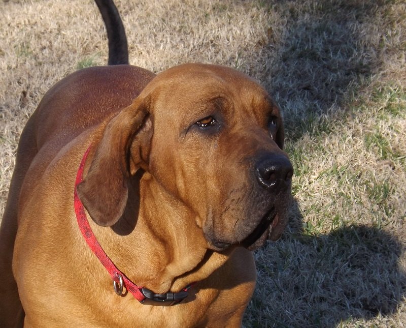 Carioca Kennel Fila Brasileiro breeder in Raleigh North Carolina