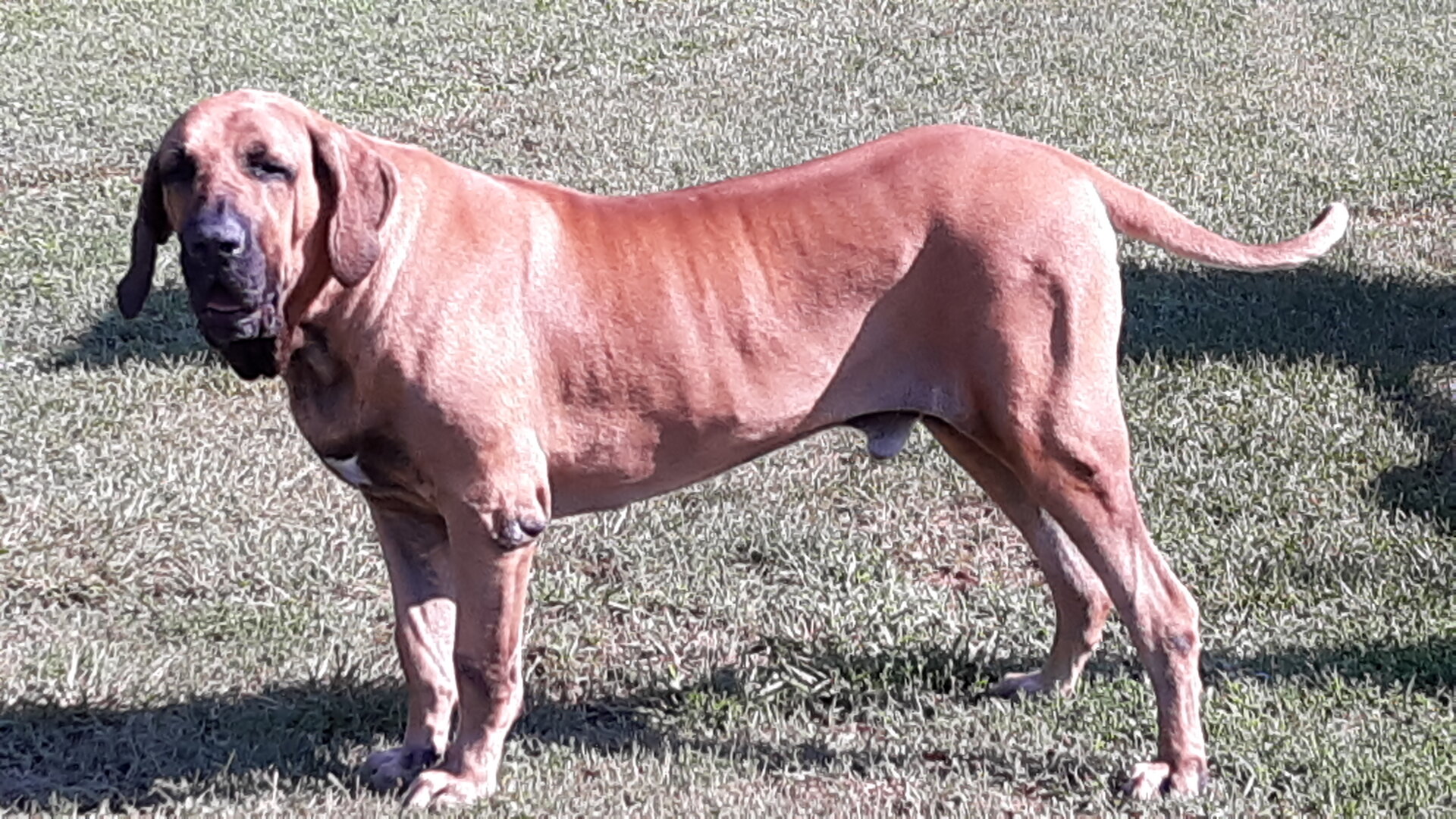 Carioca Kennel Fila Brasileiro breeder in Raleigh North Carolina