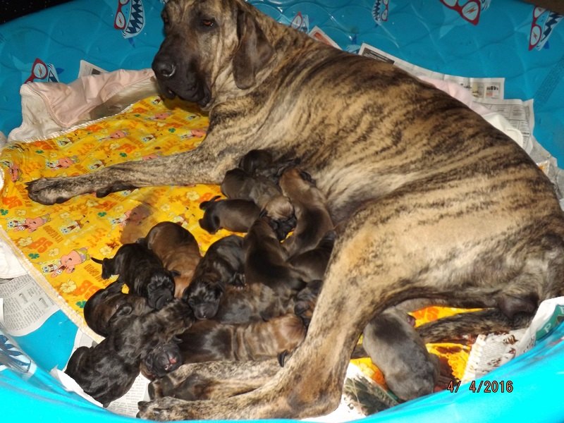 Raising Fila Brasileiro puppies - Harakhan Kennel